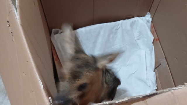 Giresun'da jandarmanın bulduğu yavru karaca koruma altına alındı