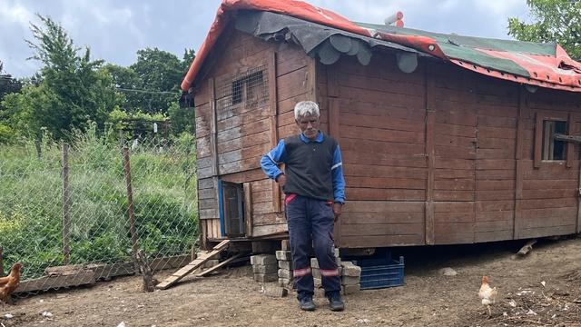 Kocaeli'de sahipsiz köpeklerin saldırdığı 80 kümes hayvanı telef oldu