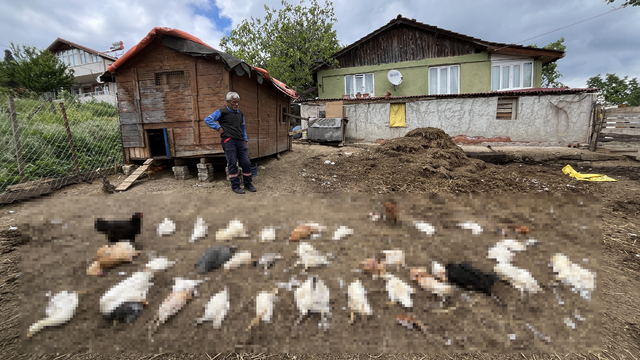 Başıboş köpekler, bahçedeki tavuk ve ördekleri öldürdü