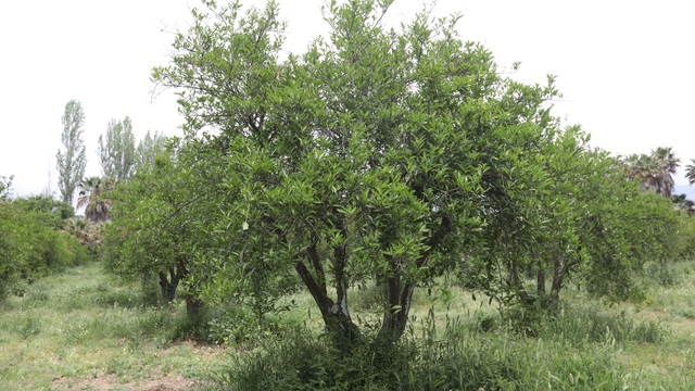 Muğla'da zirai dondan etkilenen üreticilere destek