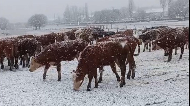 Ardahan'ın yüksek kesimlerinde kar yağışı (2)