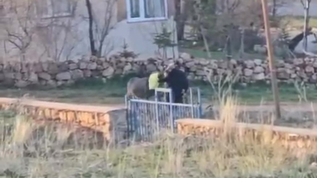 Sopalı şiddete uğrayan eşek öldü, hayvanseverler tepkili