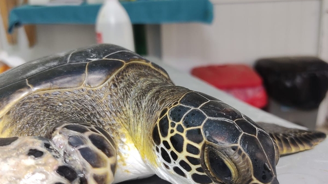 Tedavisi tamamlanan 50 deniz kaplumbağası yeniden denizle buluşacak