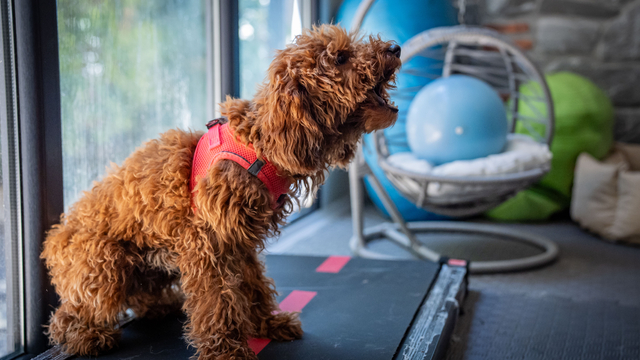 "Muffin" isimli köpek travmayı aşmaya çalışıyor