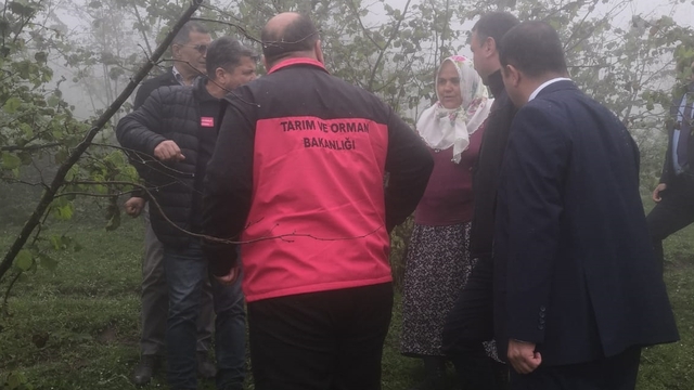 Giresun'da zirai dondan etkilenen fındık bahçelerinde incelemeler devam ediyor