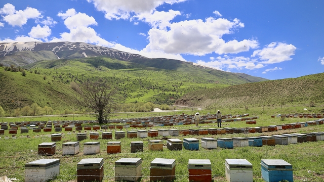 Kışı Akdeniz'de geçiren arıcılar Bingöl'ün yaylalarına dönüyor