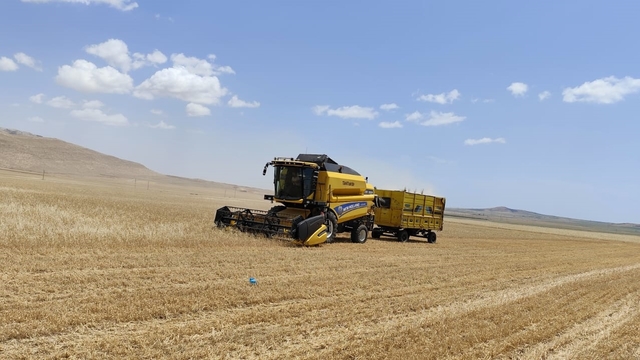 Mardin'de buğdayda ilk hasat yapıldı; kilosu 17 liradan satıldı