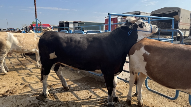 Afyonkarahisar'da hayvan pazarında hareketlilik yaşanıyor