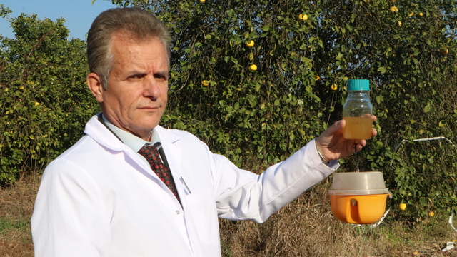 Türkiye'ye 3 milyar dolar zararı olan Akdeniz meyve sineğine karşı biyolojik ilaç geliştirildi