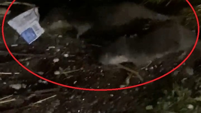 'Su samurları çöpte yiyecek arıyor, suyu kirletmeyin'