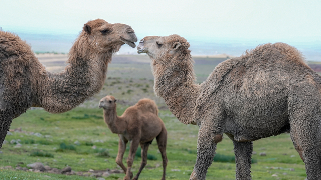 Karacadağlı besici, kara yoluna "dikkat deve çıkabilir" tabelası istiyor