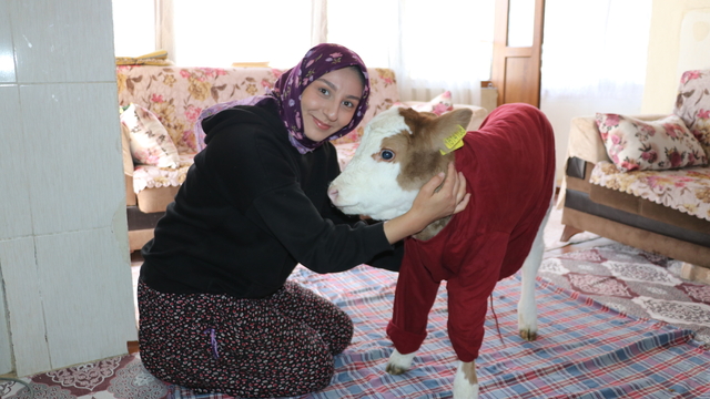 Annesi rahatsızlanan buzağı "Nisan" evde misafir ediliyor