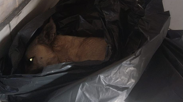 Barınakta hayvanların uyutulduğu iddialarına hayvanseverlerden tepki