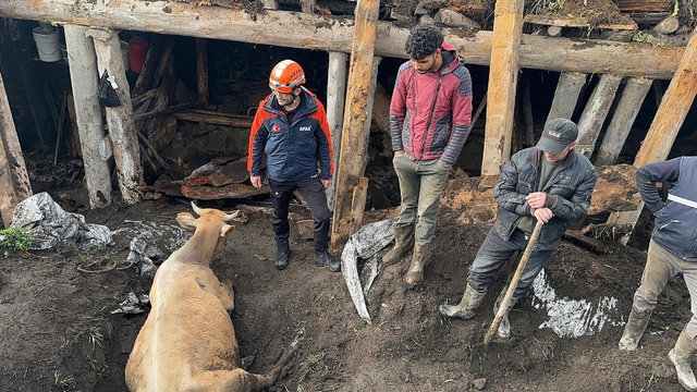 Ardahan'da ahır çöktü; 3 inek öldü