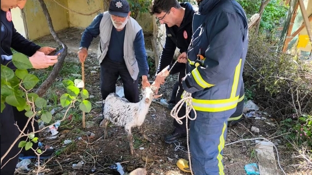 Yalova'da itfaiye ekiplerinin keçi kurtarma operasyonu kamerada