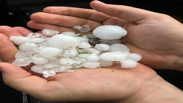 Prof. Dr. Kapur: Don olaylarına karşı daha geç çiçeklenen bitkiler tercih edilmeli