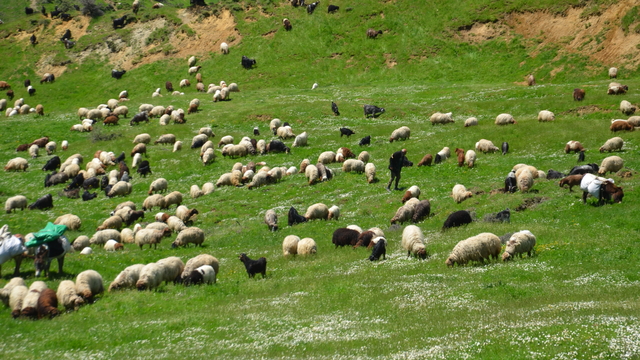 Muş'taki yaylalarda konaklayan göçerler süt sağımına başladı