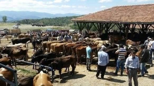 Tosya'da 'şap' karantinası