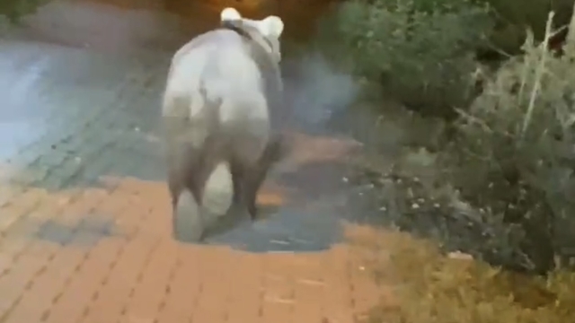 Bartın'da yola inen bozayı görüntülendi