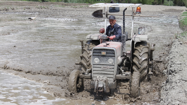 Türkiye'nin ilk çeltik fabrikasının kurulduğu Tosya'da çeltik ekimi başladı