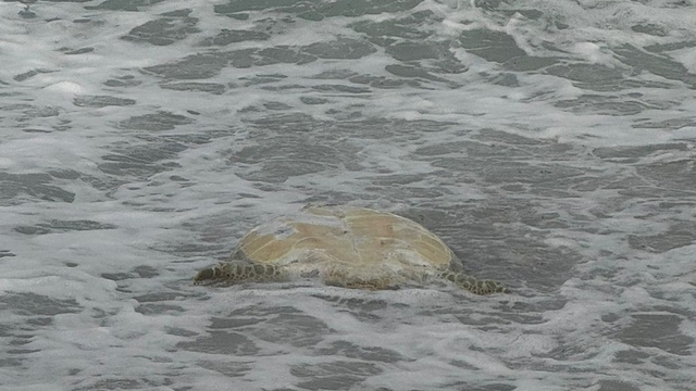 Datça'da sahilde ölü caretta caretta bulundu