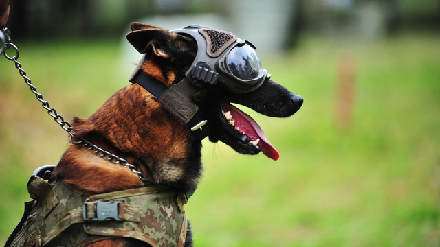 TSK'nın 'kahraman köpekleri', 2 yıl boyunca 8 farklı branşta eğitiliyor