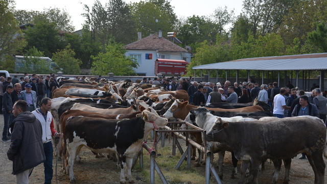 Banaz'da canlı hayvan pazarı yeniden açıldı