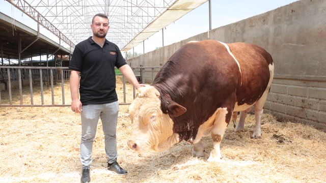 1,5 tonluk 4 yaşındaki kurbanlık 'Poyraz', alıcısını bekliyor