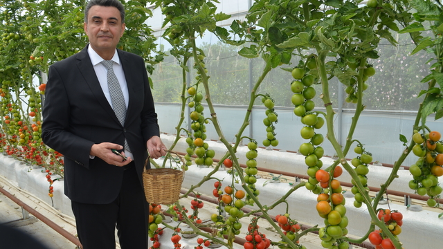 Kocaeli'de volkanik cürufla yetiştirilen domateslerin hasadına başlandı