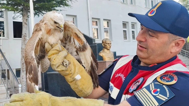 Yozgat'ta jandarmanın yaralı halde bulduğu şahin tedaviye alındı