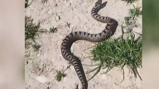 Bursa'da Kafkas burunlu engerek yılanı görüldü