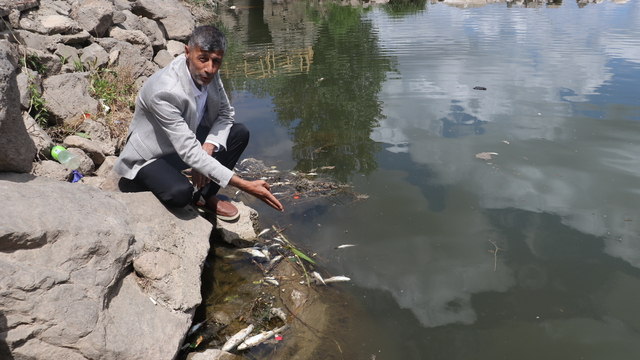 Dicle Nehri'nde balık ölümleri; profesörden 'can suyu' uyarısı
