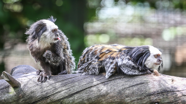 Bursa Hayvanat Bahçesi'nin "kuyruğu gövdesinden uzun sakinleri"ne özenle bakılıyor