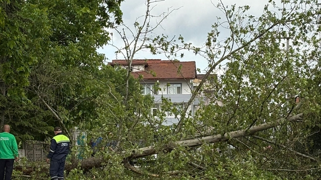 Sakarya'da sağanak ve fırtına nedeniyle ağaç devrildi
