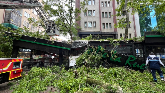 Kocaeli'de şiddetli rüzgarda devrilen çınar ağacı kafede hasara yol açtı