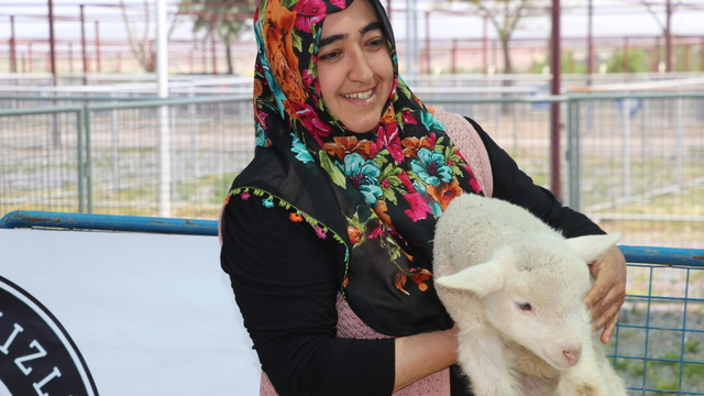 Kayseri'de koyun güzellik yarışması düzenlendi