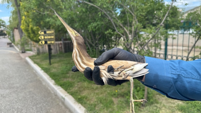 Erzurum'da nesli tehlike altında olan "Bayağı Balaban" yaralı olarak bulundu