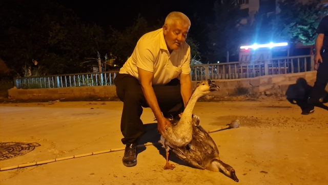 Osmaniye'de sulama kanalında mahsur kalan kazları itfaiye ekibi çıkardı