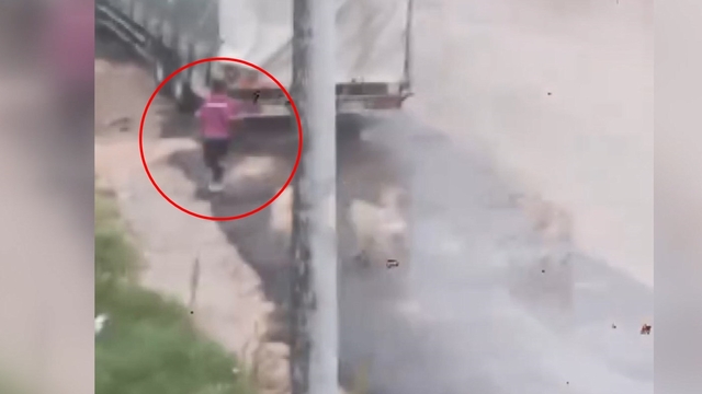 Başıboş köpeklerin çocuğu kovaladığı anlar kamerada