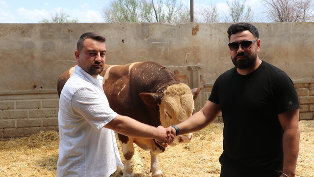 Şampiyon boğa 'Poyraz', 540 bin TL'ye alıcısını buldu