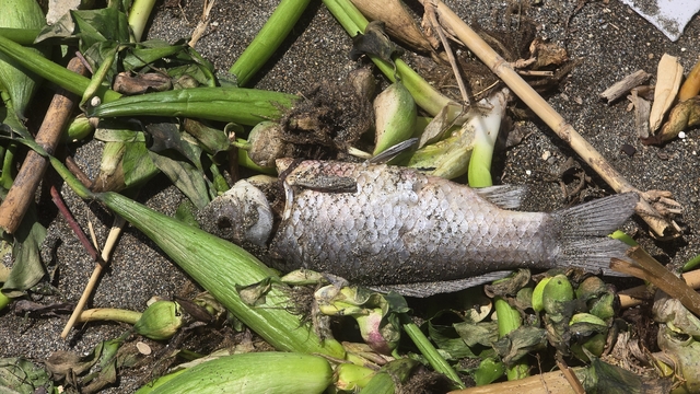 Asi Nehri'nde ölen balıklar sürüklendikleri Akdeniz'de sahile vurdu