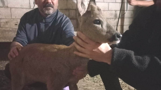 Gaziantep'te köpeklerin saldırısına uğrayan yavru karaca tedavi edildi