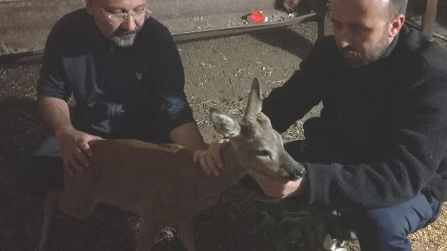 Gaziantep'te köpeklerin saldırığı karaca tedaviye alındı