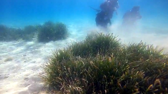 Prof. Dr. Tecer: Deniz çayırında, bazı türler yok olma tehlikesiyle karşı karşıya