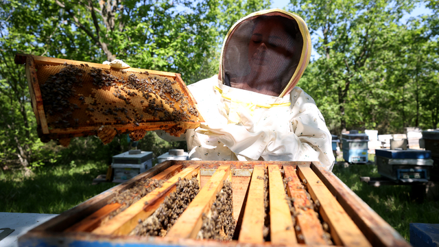 İstanbul'u bıraktı, Kırklareli'nde "prensesleri"yle coğrafi işaretli meşe balı üretiyor