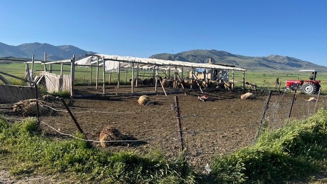 Burdur'da kurtların saldırdığı koyunlardan 12'si telef oldu, 20'si yaralandı