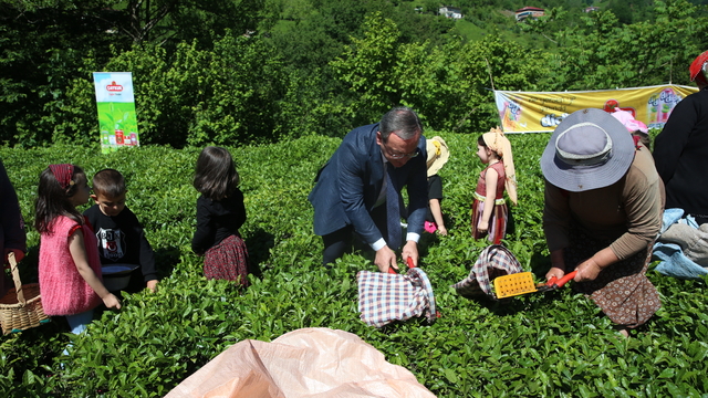 Artvin'de geleneksel çay hasadı etkinliği düzenlendi