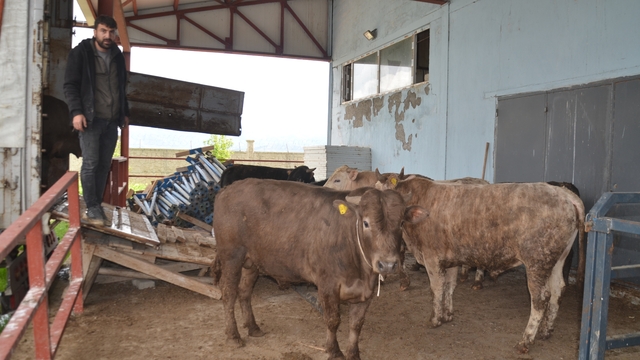 Muş'ta kurbanlık sevkiyatı başladı