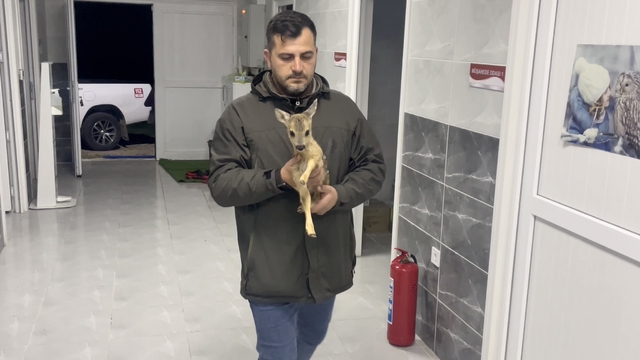 Sinop'ta doğada annesiz ve bitkin bulunan yavru karaca koruma altına alındı