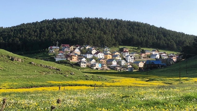 Eğriçimen Yaylası sarı papatyalarla renklendi